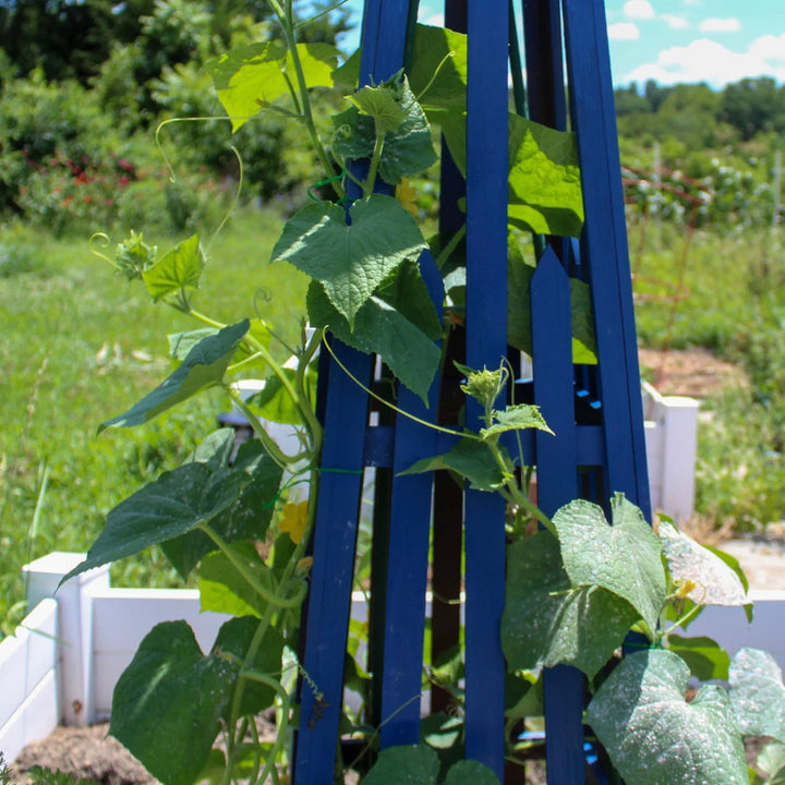 Patio Snacker Hybrid Cucumber