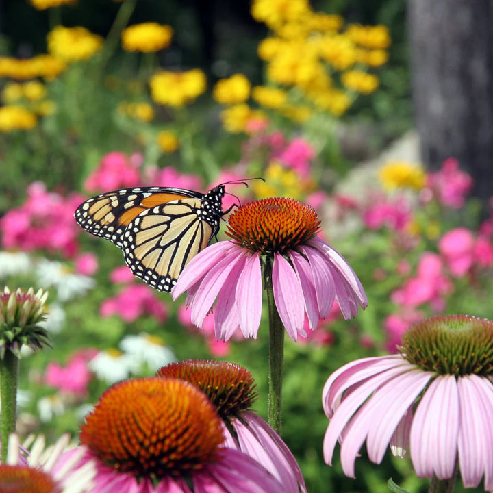 Purple Coneflower Echinacea