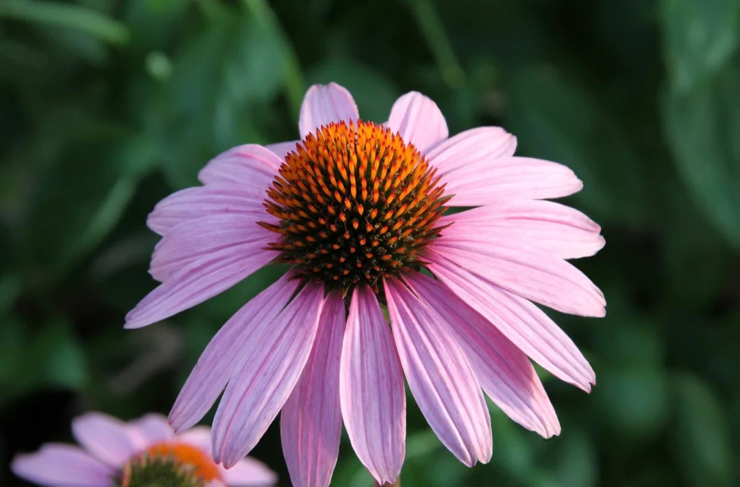 Purple Coneflower Echinacea