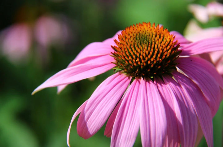 Purple Coneflower Echinacea