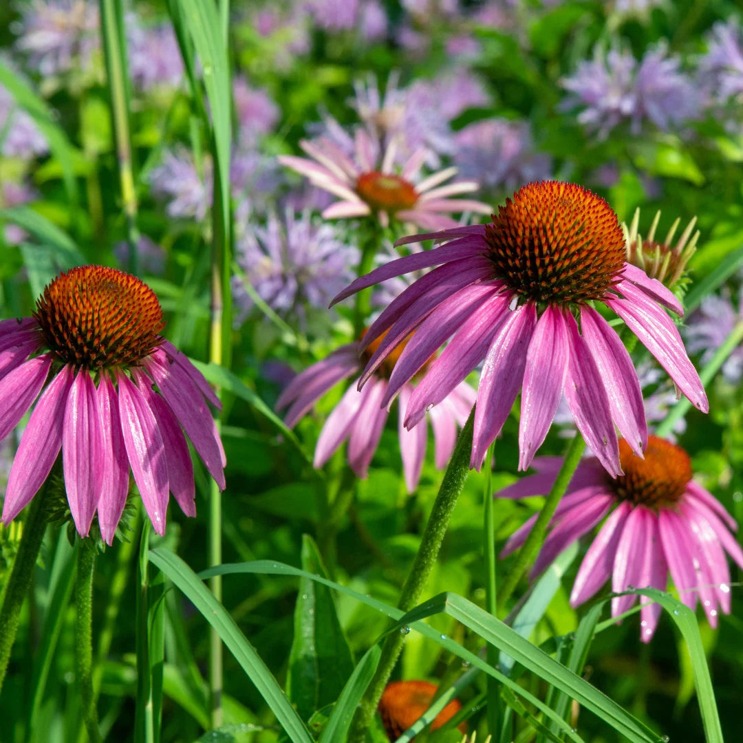 Purple Coneflower Echinacea