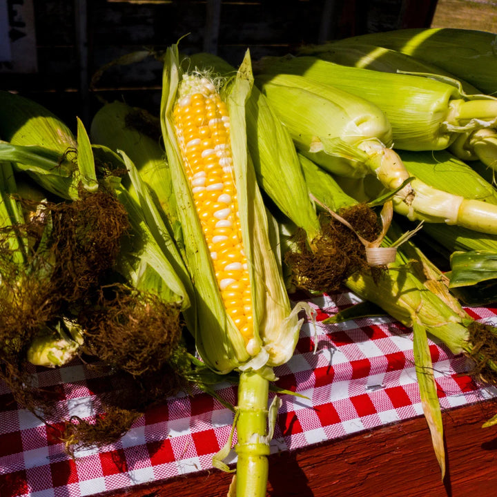 Peaches and Cream Corn