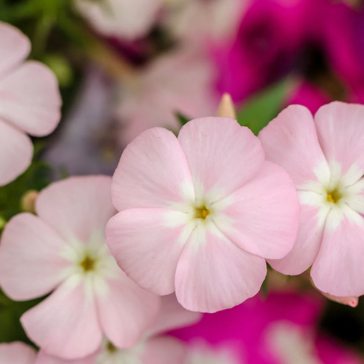 Phlox Dwarf Beauty Mix