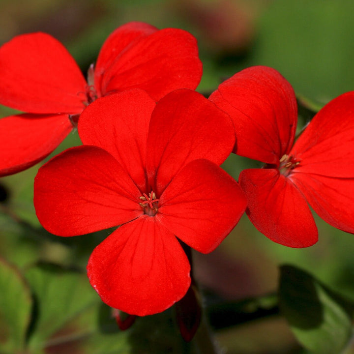 Phlox Dwarf Beauty Mix