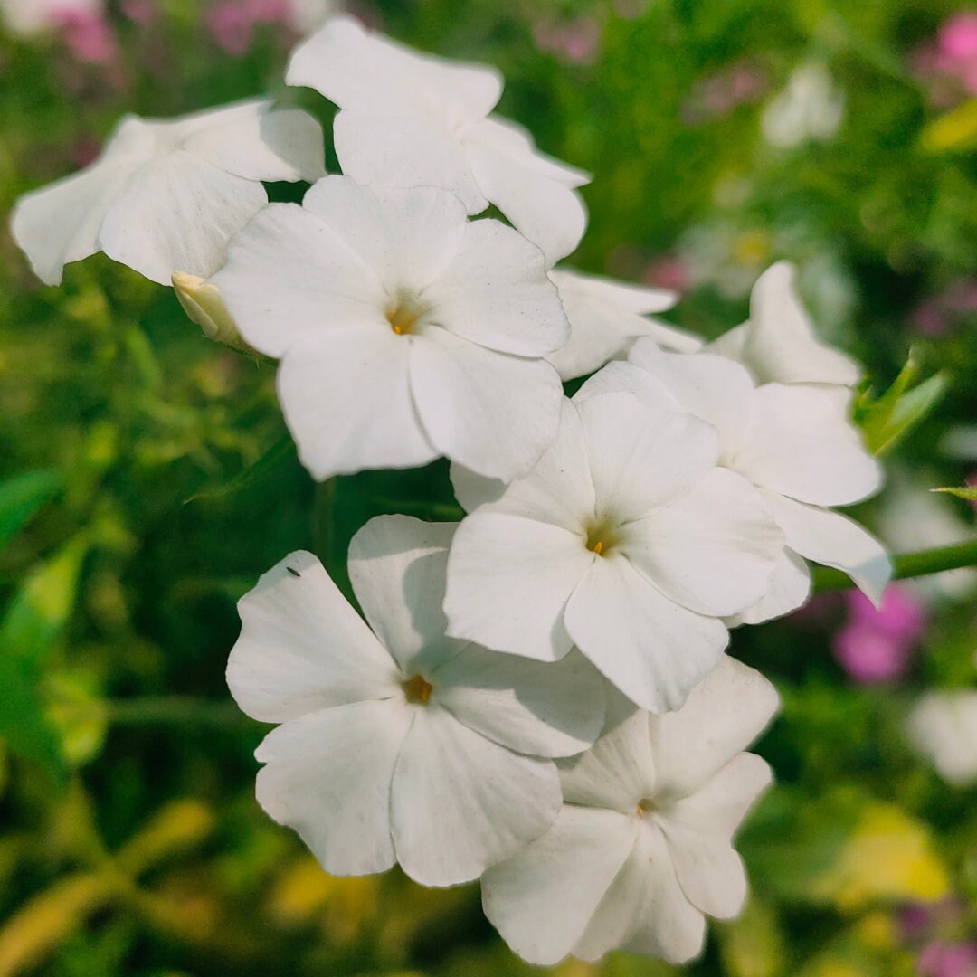 Phlox Dwarf Beauty Mix