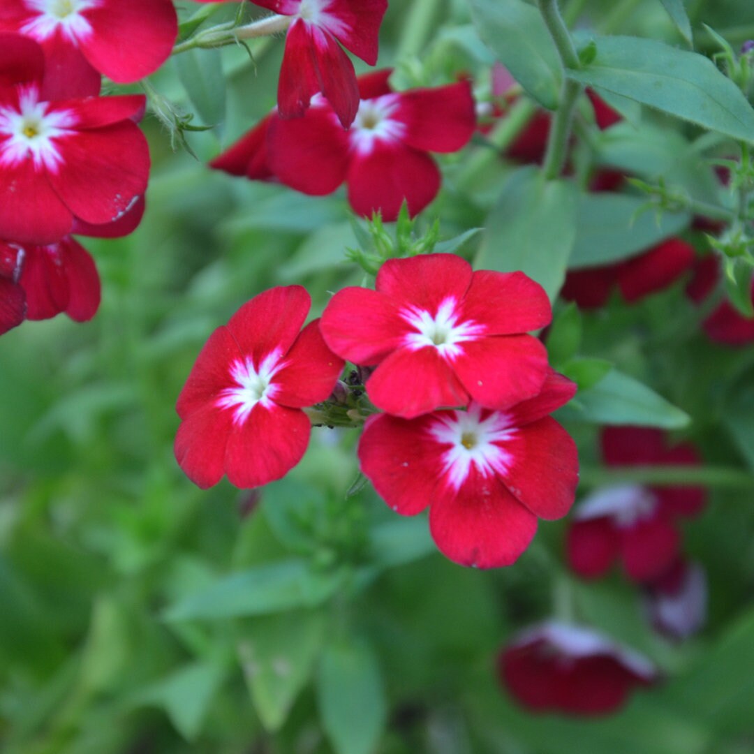 Phlox Dwarf Beauty Mix