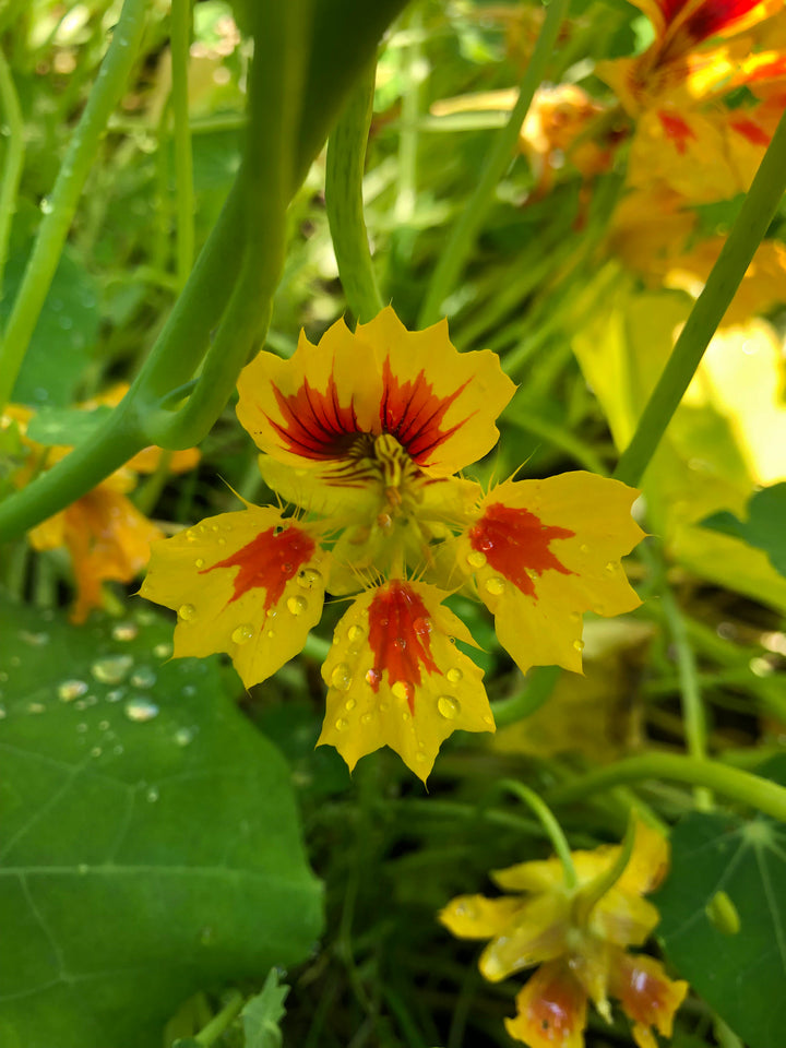 Phoenix Nasturtium