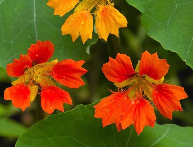 Phoenix Nasturtium