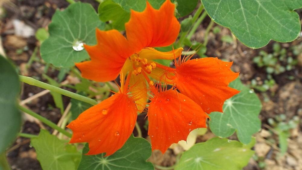 Phoenix Nasturtium