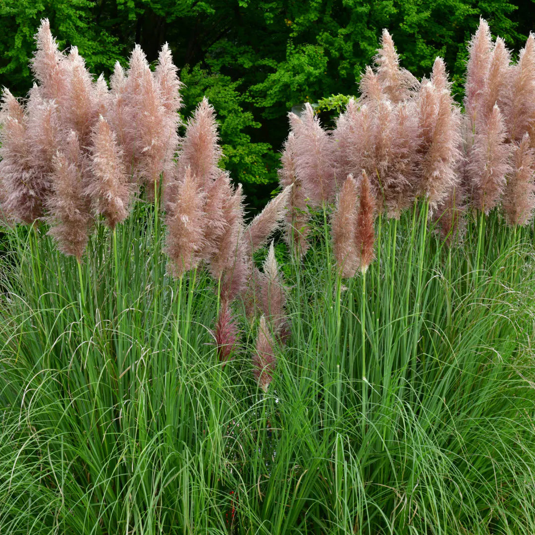 Pink Pampas Grass