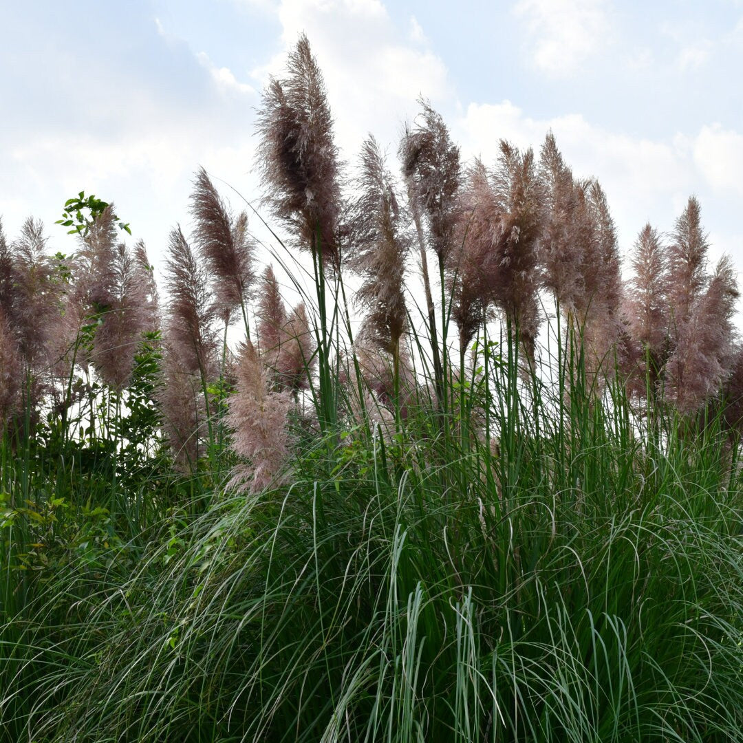 Pink Pampas Grass