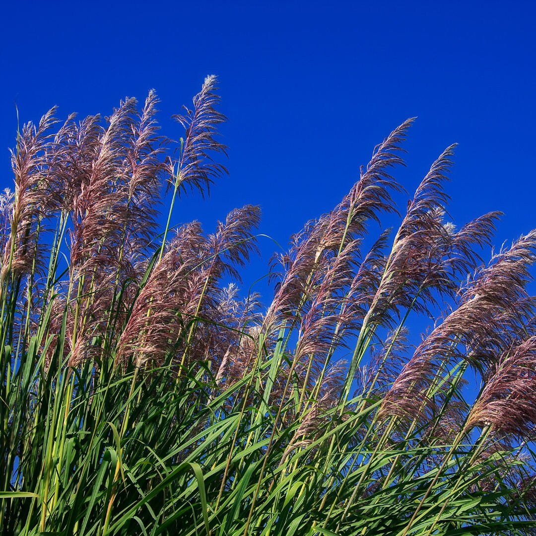 Pink Pampas Grass