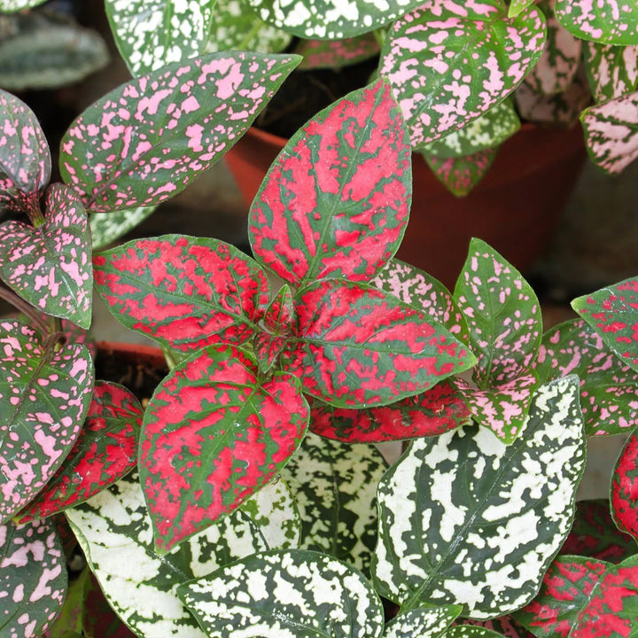 Polka Dot Mix Plant