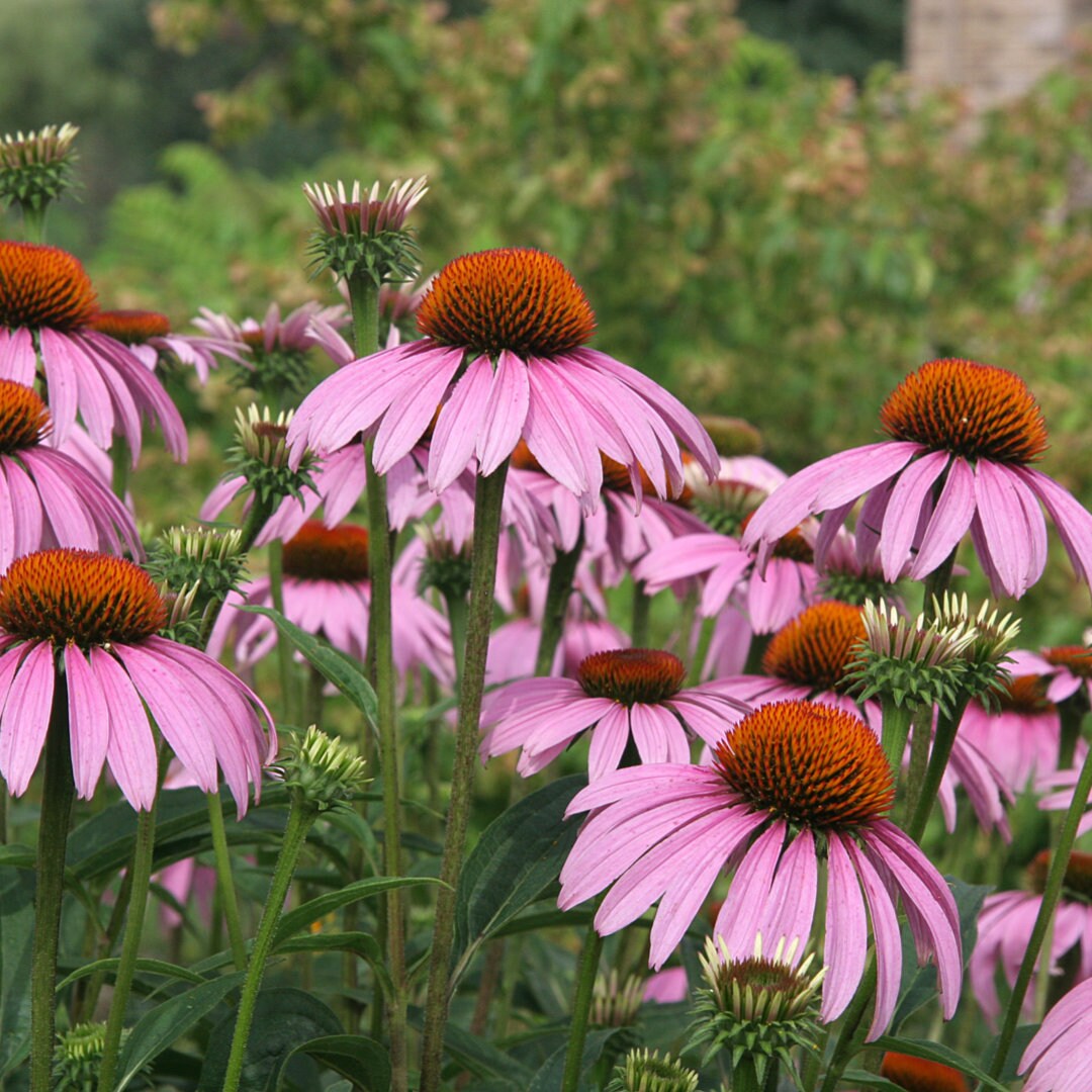 Pollinator Pack