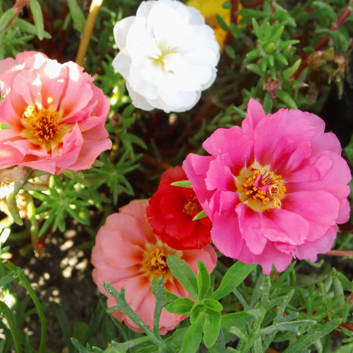 Double Mixed Portulaca