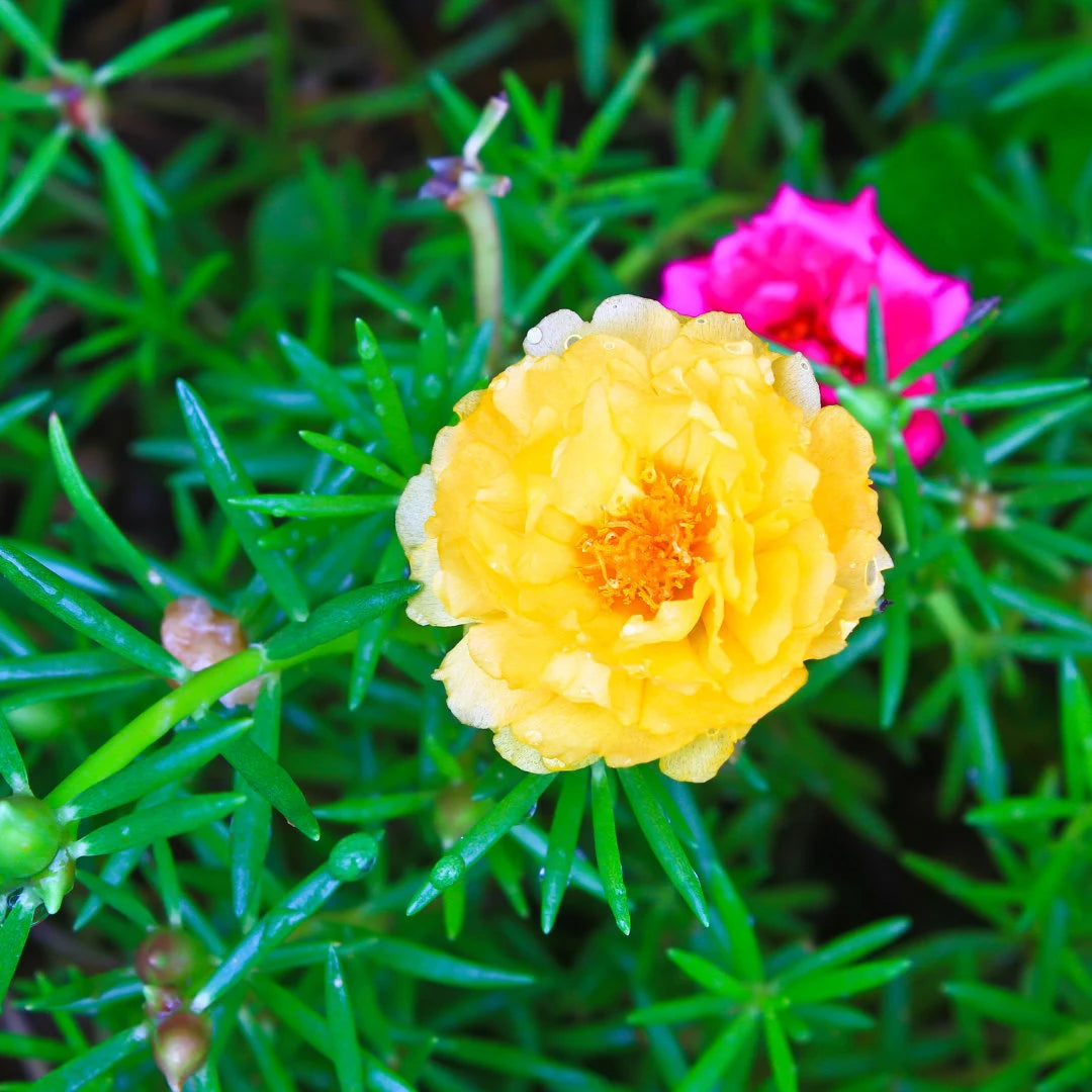 Double Mixed Portulaca