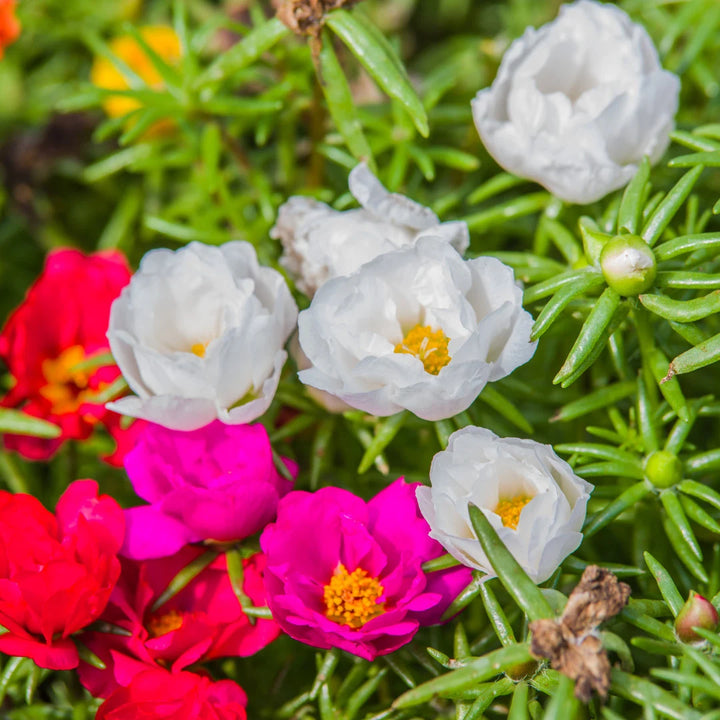 Double Mixed Portulaca