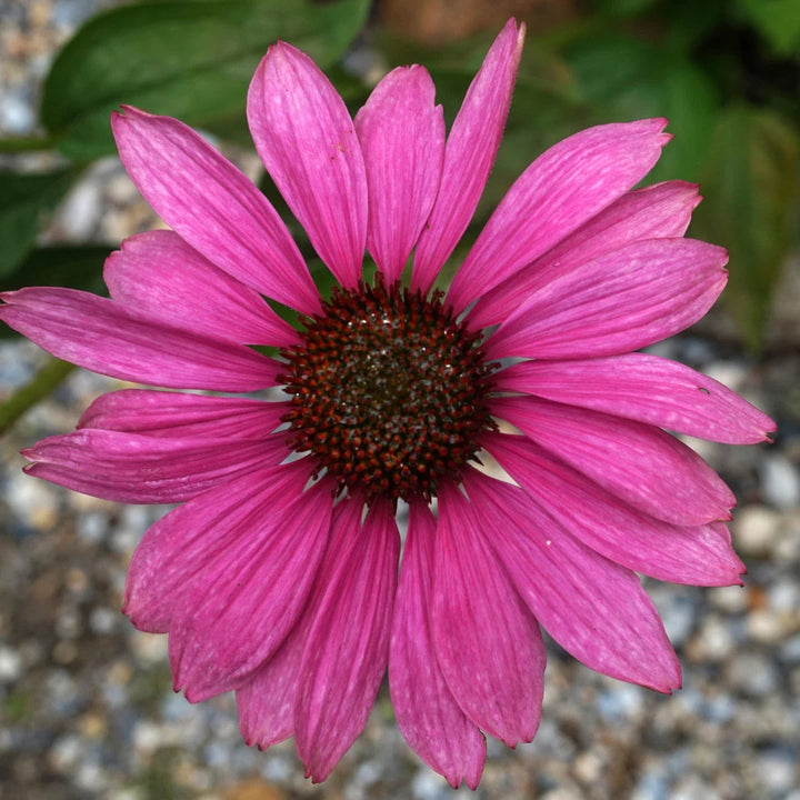 Primadonna Deep Rose Echinacea