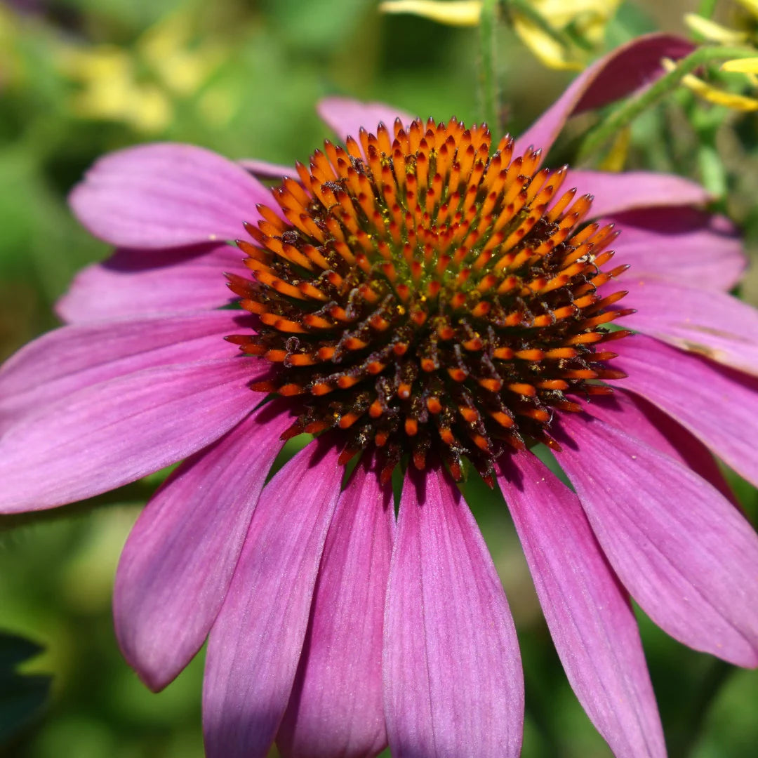 Primadonna Deep Rose Echinacea