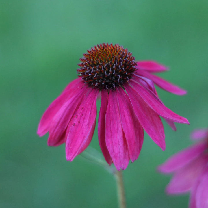 Primadonna Deep Rose Echinacea