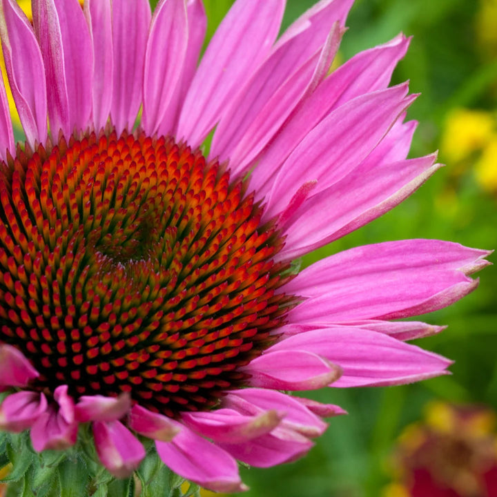 Primadonna Deep Rose Echinacea