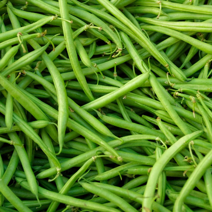 Provider Green Bean