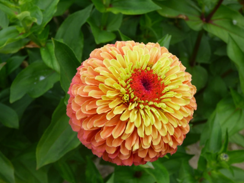 Queeny Lime-Orange Zinnia