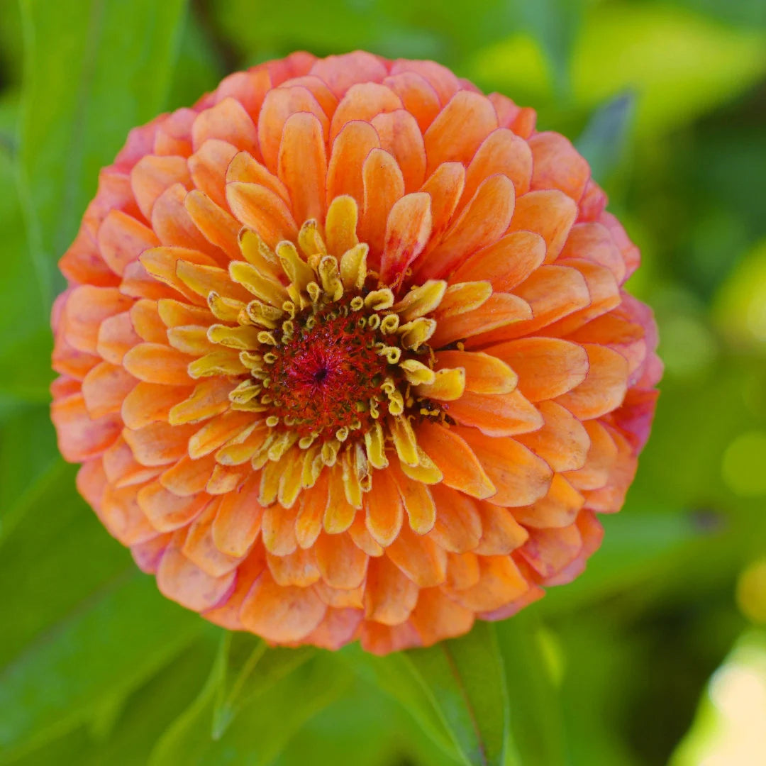 Queeny Lime-Orange Zinnia