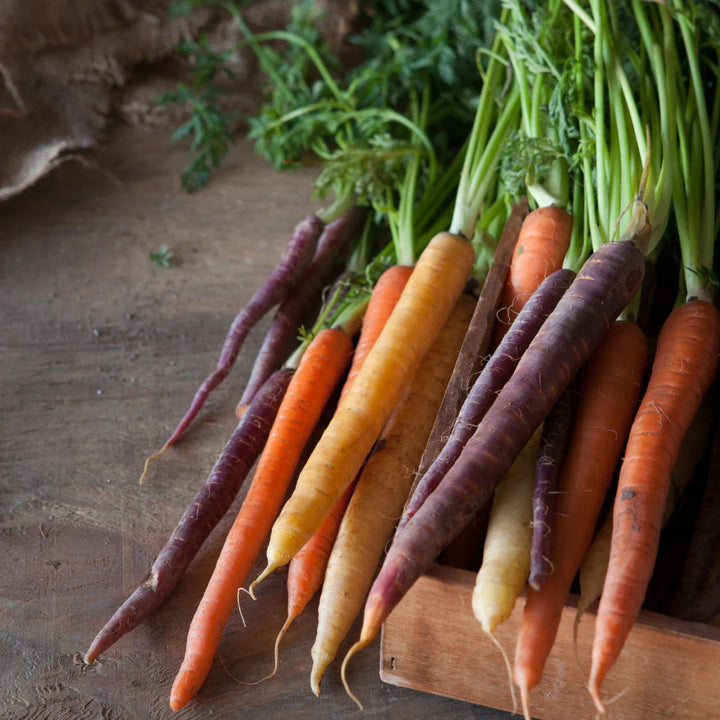 Rainbow Blend Carrot