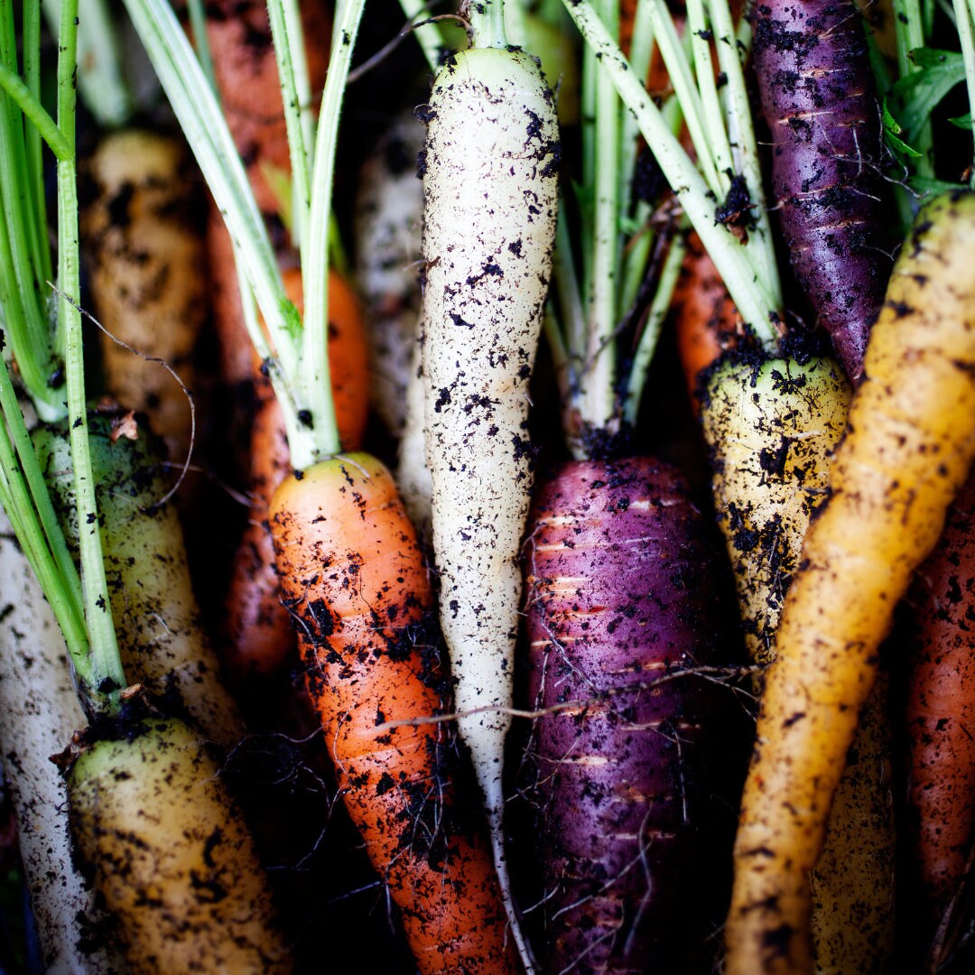 Rainbow Blend Carrot