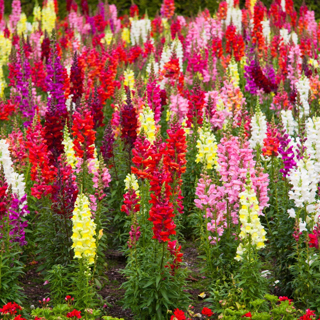 Rainbow Mix Snapdragons