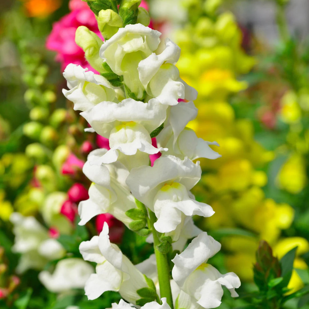 Rainbow Mix Snapdragons