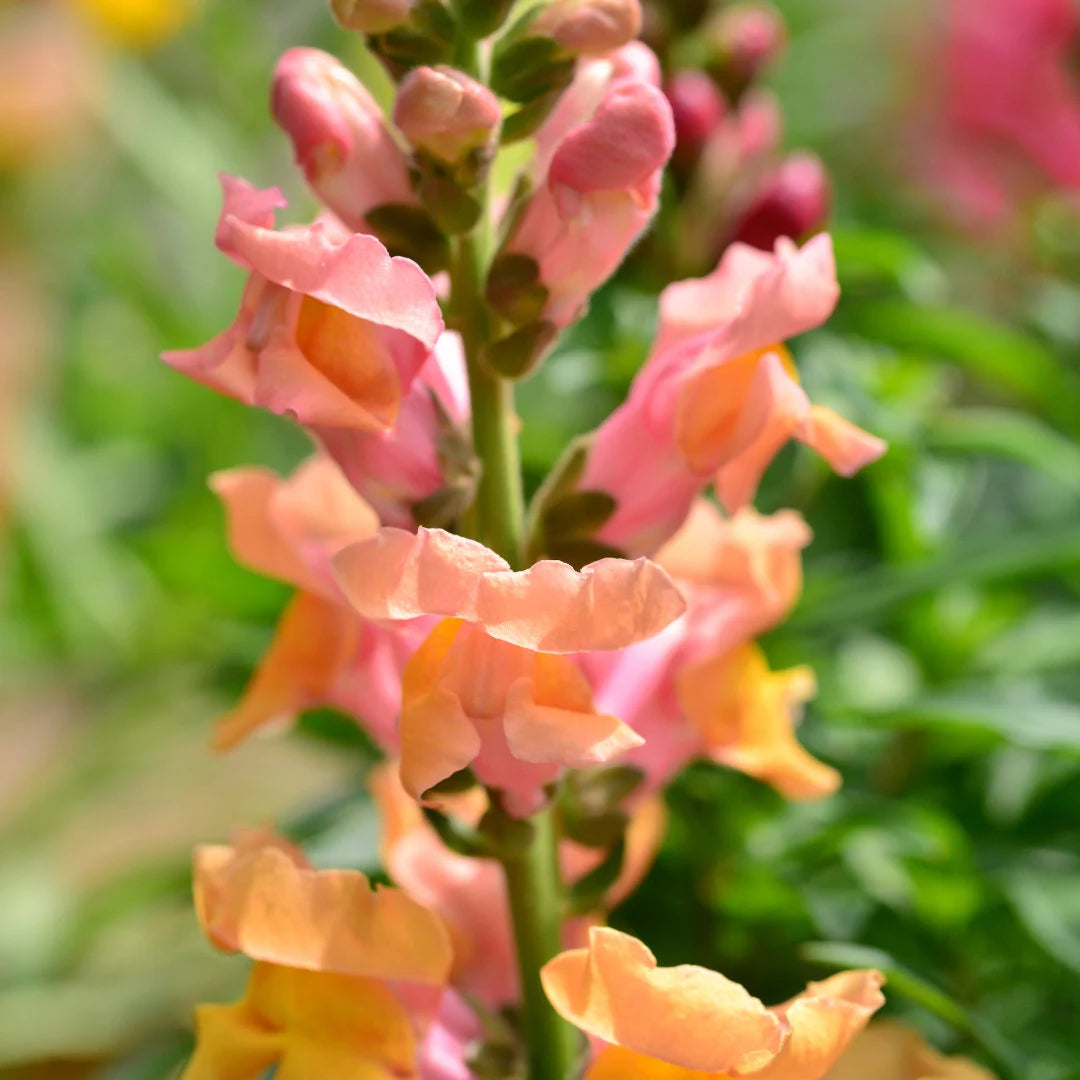 Rainbow Mix Snapdragons