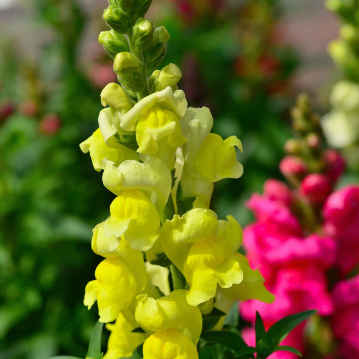 Rainbow Mix Snapdragons