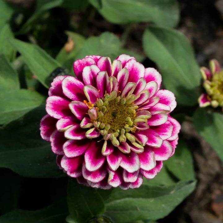 Zahara Double Raspberry Ripple Zinnia