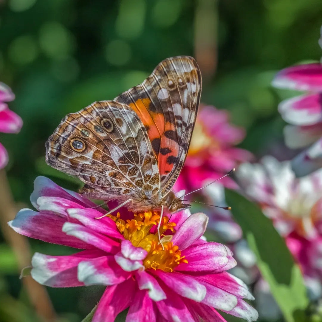 Zahara Double Raspberry Ripple Zinnia