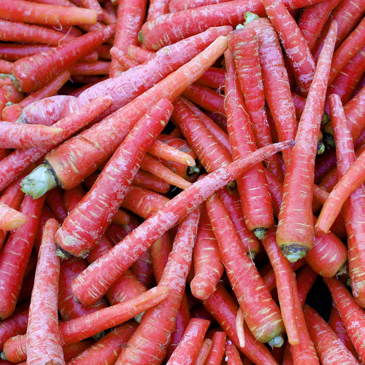 Red Hybrid Carrot