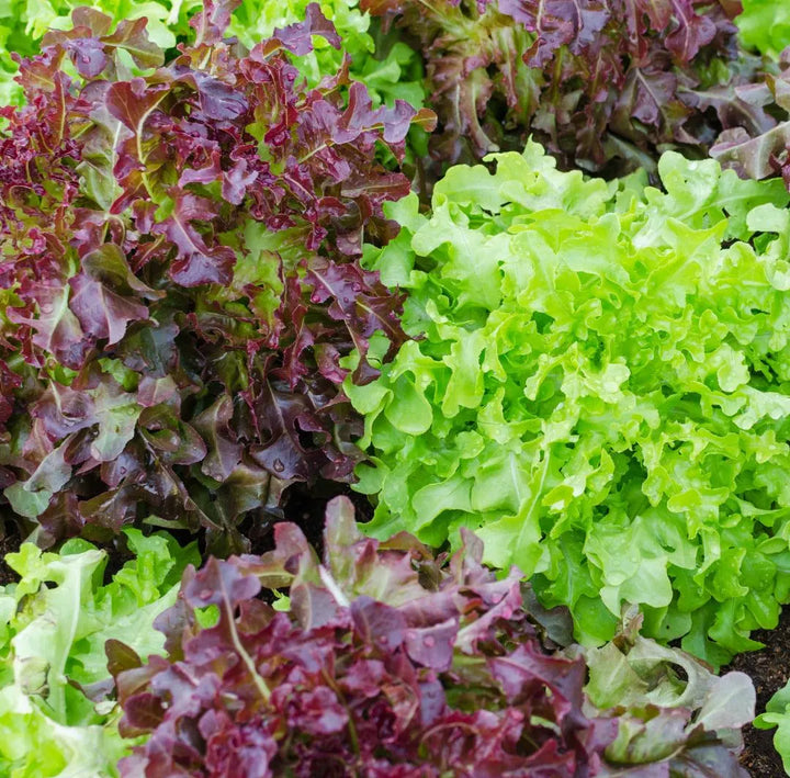 Red and Green Salad Bowl Mixture