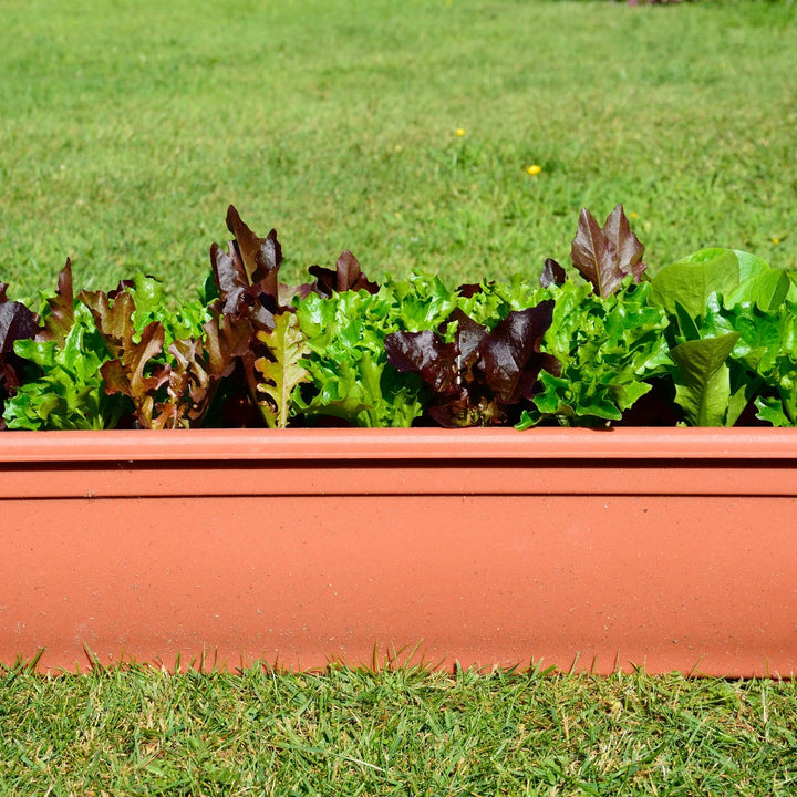 Red and Green Salad Bowl Mixture