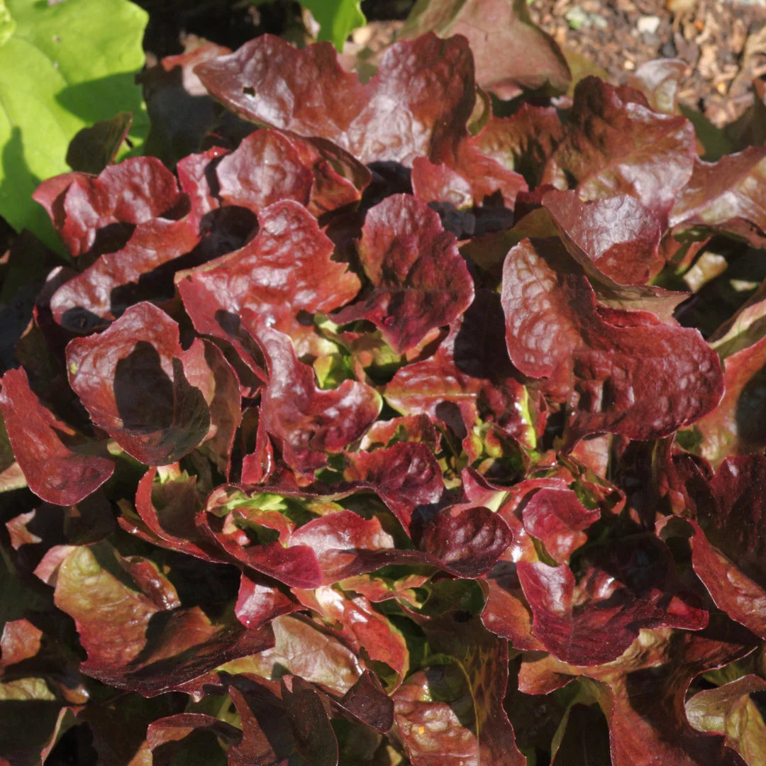 Red and Green Salad Bowl Mixture