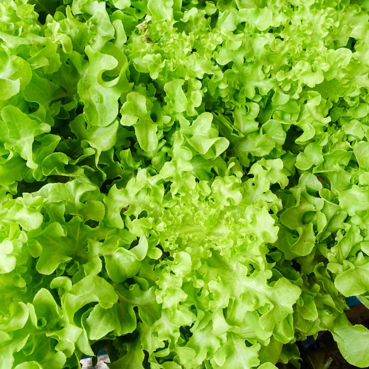 Red and Green Salad Bowl Mixture