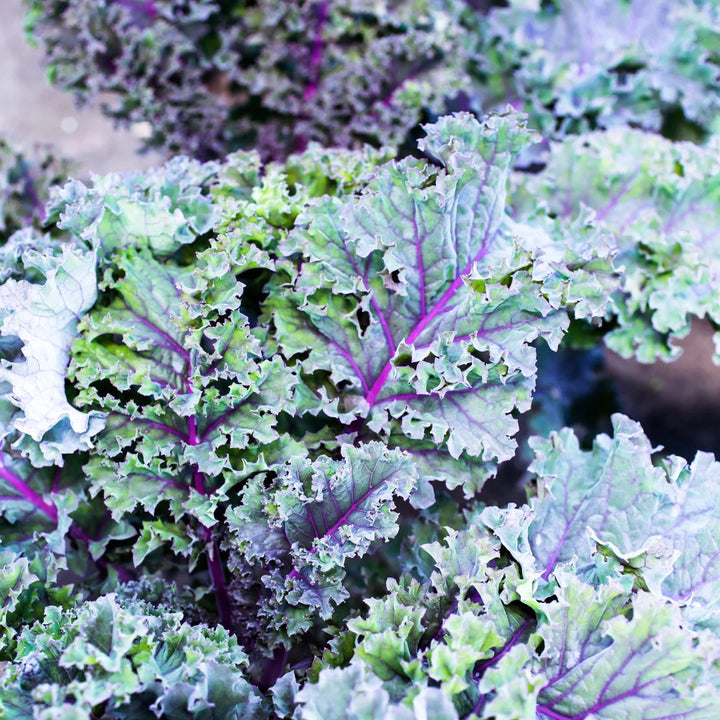 Red Russian Kale