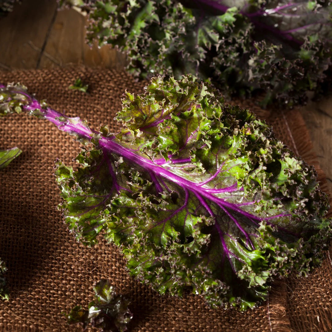 Red Russian Kale