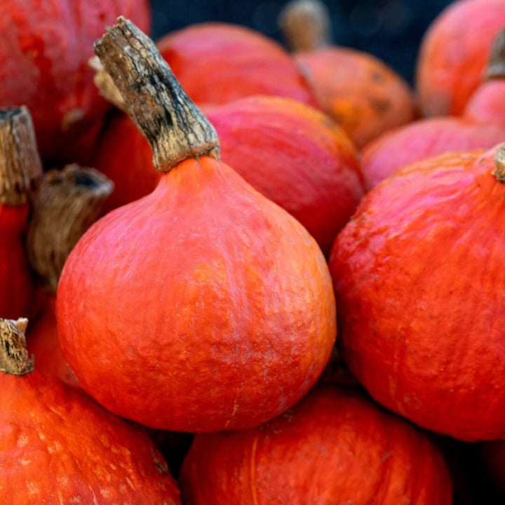 Red Kuri Squash