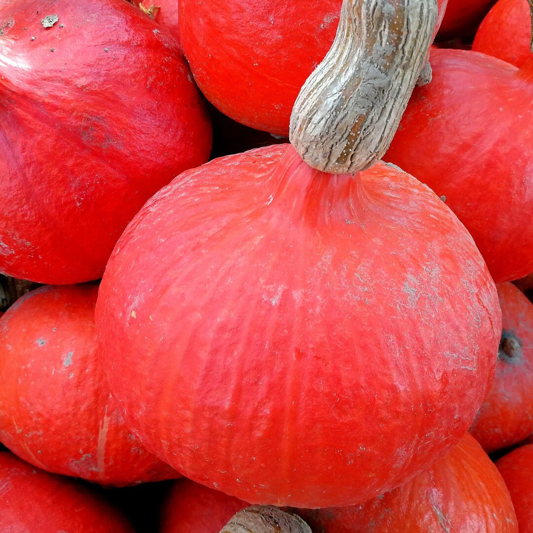 Red Kuri Squash