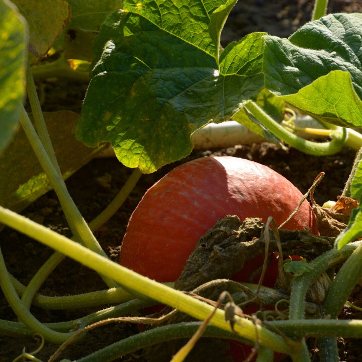 Red Kuri Squash