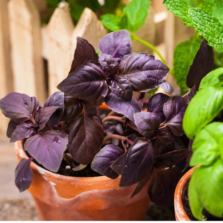 Red Rubin Basil