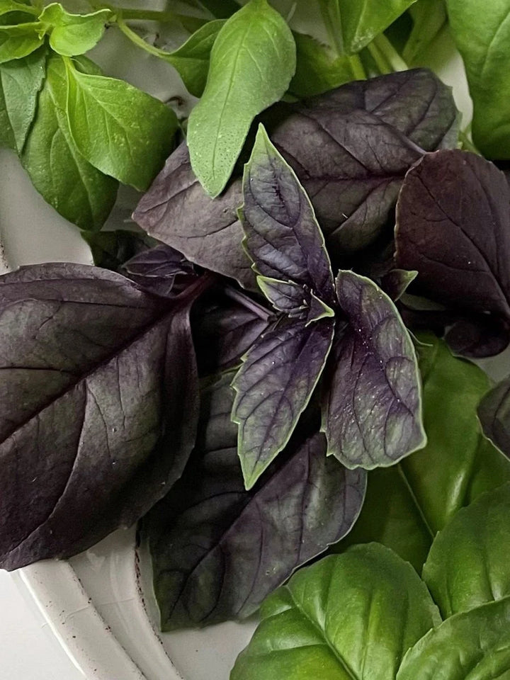 Red Rubin Basil