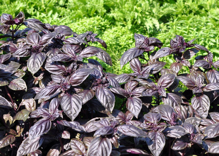 Red Rubin Basil