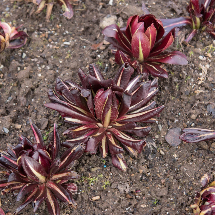 Red Treviso Radicchio